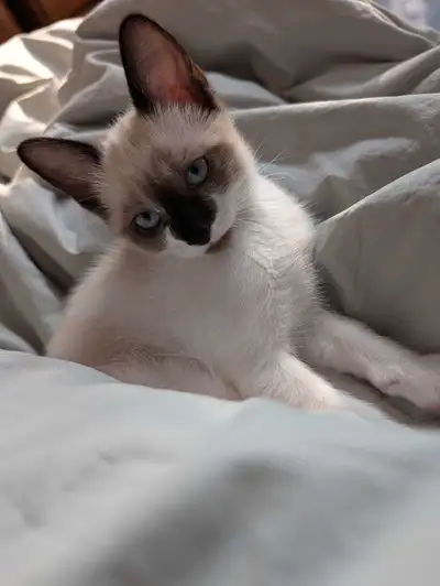 Chatons Tonkinois vison seal point croisé Ragdoll, View more