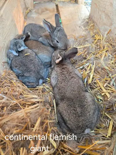 Purebred rabbits. New Zealand, California, flemish giant and continental flemish giant. All are pure...