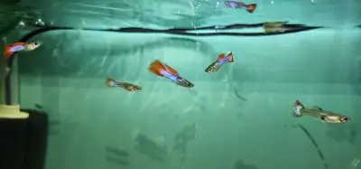 Thai hiding blue flame Guppies, View more
