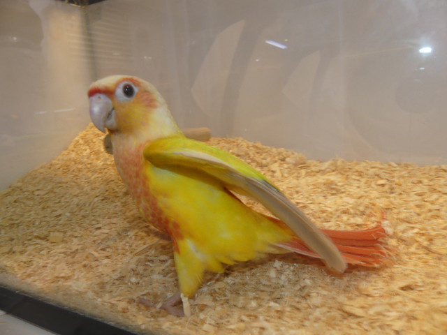 Suncheek Conures in Birds for Rehoming in Abbotsford - Image 4