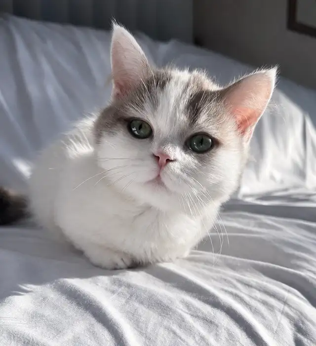 Napoleon Female kitten for sale in Cats & Kittens for Rehoming in Richmond - Image 9