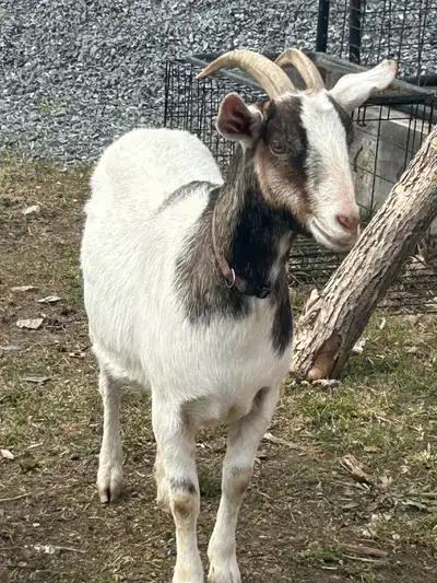 mixed Boer big goat, View more
