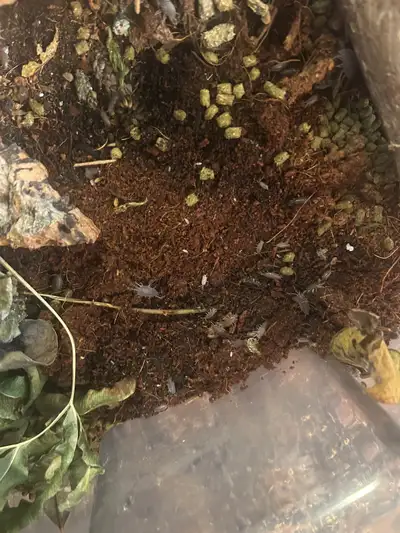 Blue powder isopods …great for a bioactive environment, View more