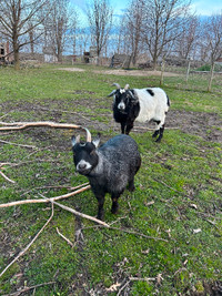 3 goat friends