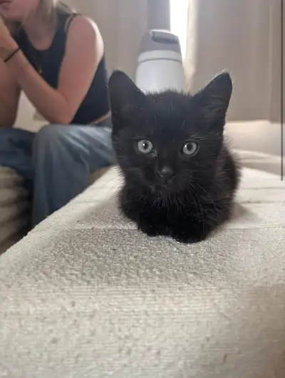 Chaton à vendre, un mâle roux et une femelle noire, View more