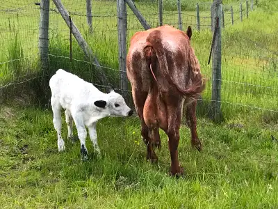 Five year old short horn cow with June 4 bull calf . Sire is a speckle park. Home raised. Exceptiona...