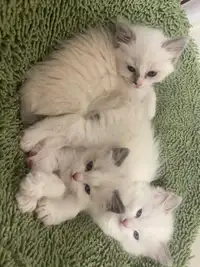 Find a home for these cute Ragdoll kittens!