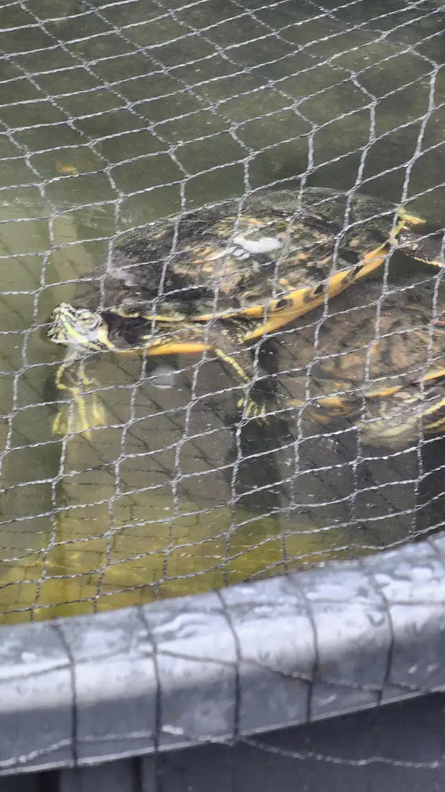 red eared slider turtle+ yellow belly turtle | Reptiles & Amphibians ...