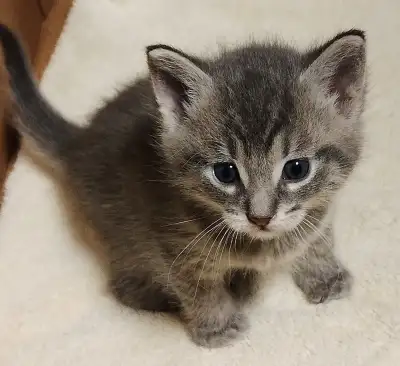 Beautiful Kittens, View more