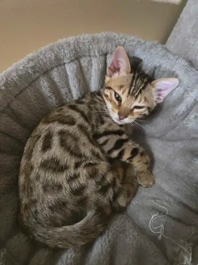 Purebred Tica registered Exotic Bengals ready to go!, View more