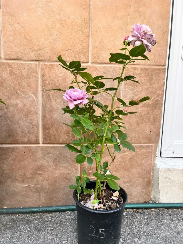 Poseidon Rose Plant in Plants, Fertilizer & Soil in Mississauga / Peel Region - Image 3