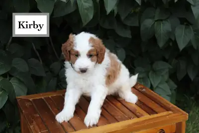 WAVENY GOLDENS - F1b Mini Goldendoodles, View more