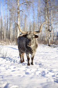Longhorn cows