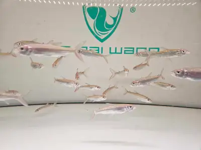 Vittatus Tiger fish for sell!, View more