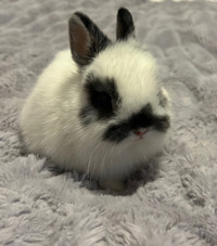 7 Week old Purebred/Pedigreed Netherland Dwarf baby rabbit 