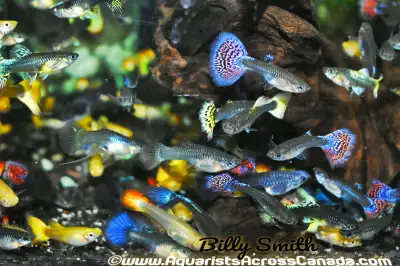 koi guppy, View more