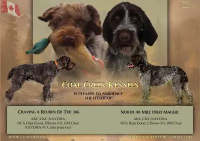 Wirehaired Pointing Puppies, View more