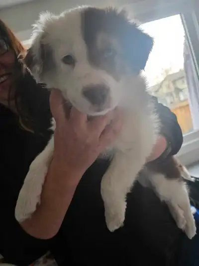 Adorable Puppy, View more