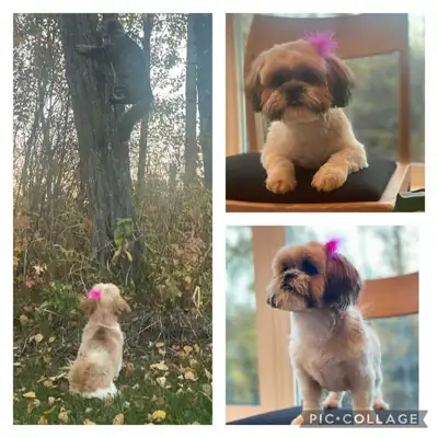 Beautiful 5 Year Shih Tzu Girl, View more