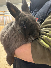 male bunny for adoption
