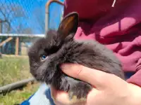 Bunnies for sale 
