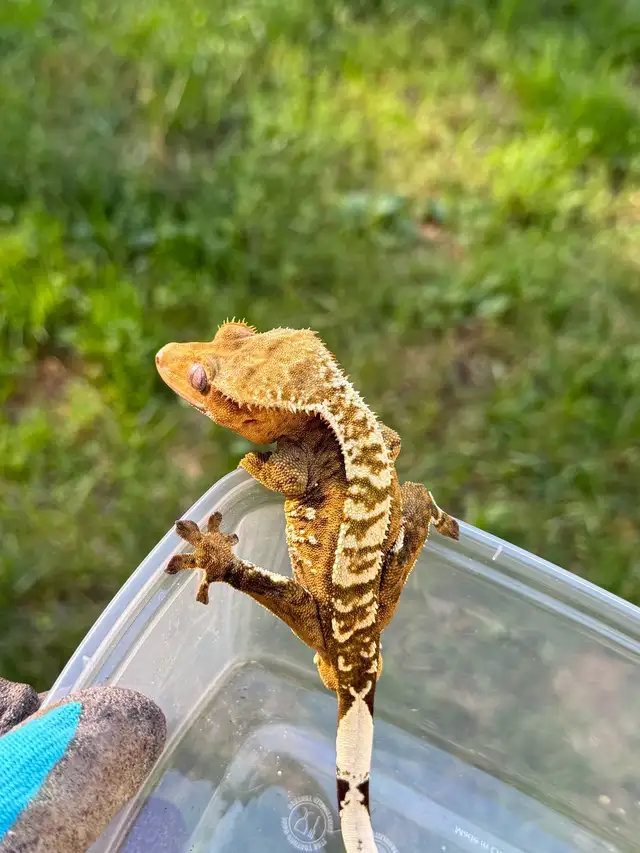 adulte mâle gecko à crête in Reptiles & Amphibians for Rehoming in Laurentides - Image 4