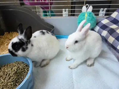rehome 2 baby bunnies, View more