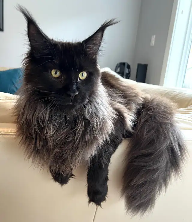 Purebred  Maine Coon Kittens in Cats & Kittens for Rehoming in Victoria - Image 7