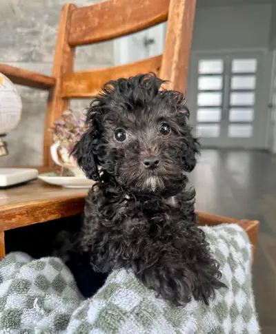 MINIATURE DISPONIBLE || MINIATURE POODLE AVAILABLE, View more