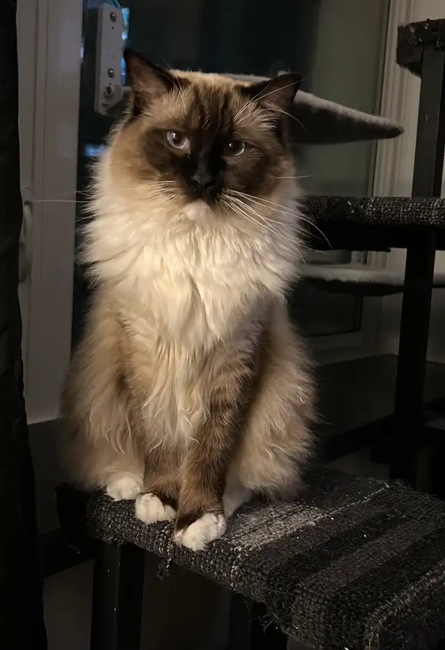 These Beautiful Ragdolls Need A Home
