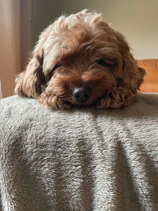 Cavapoo Puppies - Health Tested - Fox Reds! in Dogs & Puppies for Rehoming in Ottawa - Image 5