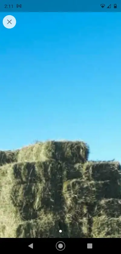TIMOTHY FARM FRESH  ORGANIC HAY, View more