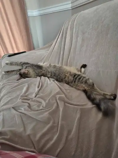 Chatte enceinte à garder pendant 35 jours En récompense, on vous donne les 5 bébé chat et on récupèr...
