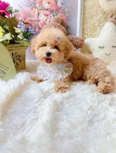 Tiny Tiny size Teddy bear face maltipoo puppy male ~Prince, View more