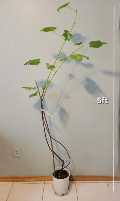 5 ft tall editable fig tree plant, View more