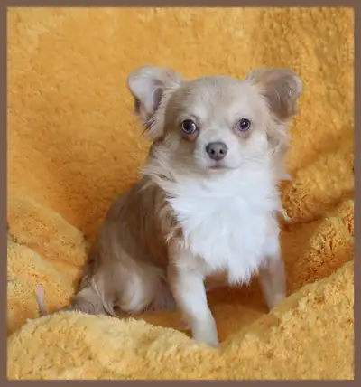 Chester needs a new home he was returned to no fault of his own … Born 20 June 2024 Neutered Fully v...