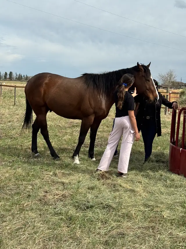 FOR SALE – 5- year old Gelding | Horses & Ponies for Rehoming | Calgary ...