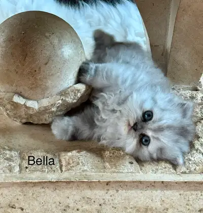chaton persan pure race, View more