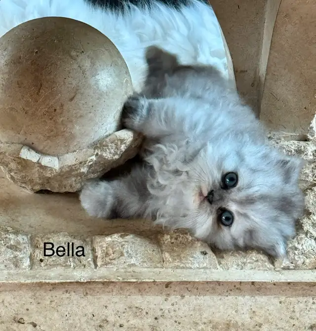 chaton persan pure race in Cats & Kittens for Rehoming in Laval / North Shore - Image 2