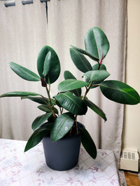 Assorted Houseplants (Fycus', Peace Lilly's, Jade Plants)