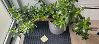 Extra Large 2 ft x 3 ft wide Jade plant pretty 9" grey pot IKEA