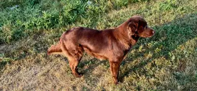 Puppies ready to go to there forever home, View more