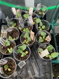 Rhubarb “Victoria” Seedlings - Fundraiser