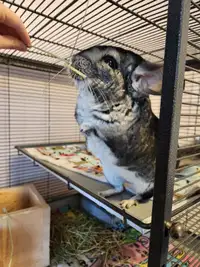 Chinchilla with cage