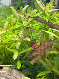  red Neocaridina shrimp 