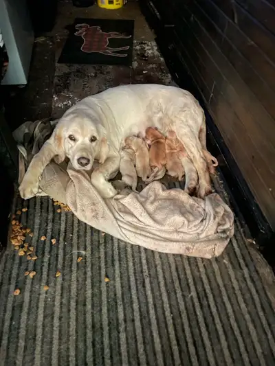 Pure bred golden retriever puppies , View more