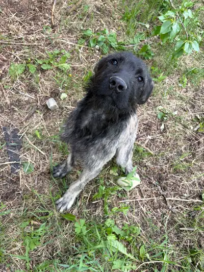 Irish WolfHound X mastiff female, View more