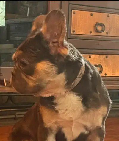 Fluffy French Bulldog Puppies CKC READY NOW!!!, View more