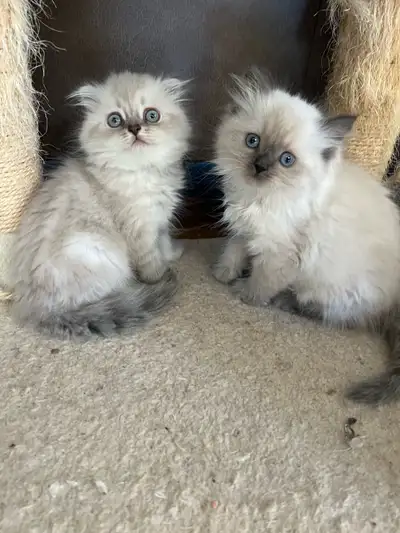 scottish fold/straight kittens, View more