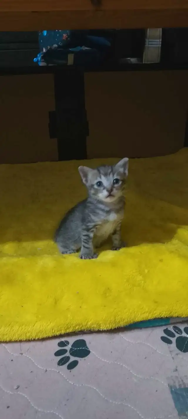 *Chaton Femelle* 8 semaines prête @ partir !! in Cats & Kittens for Rehoming in Laval / North Shore - Image 6